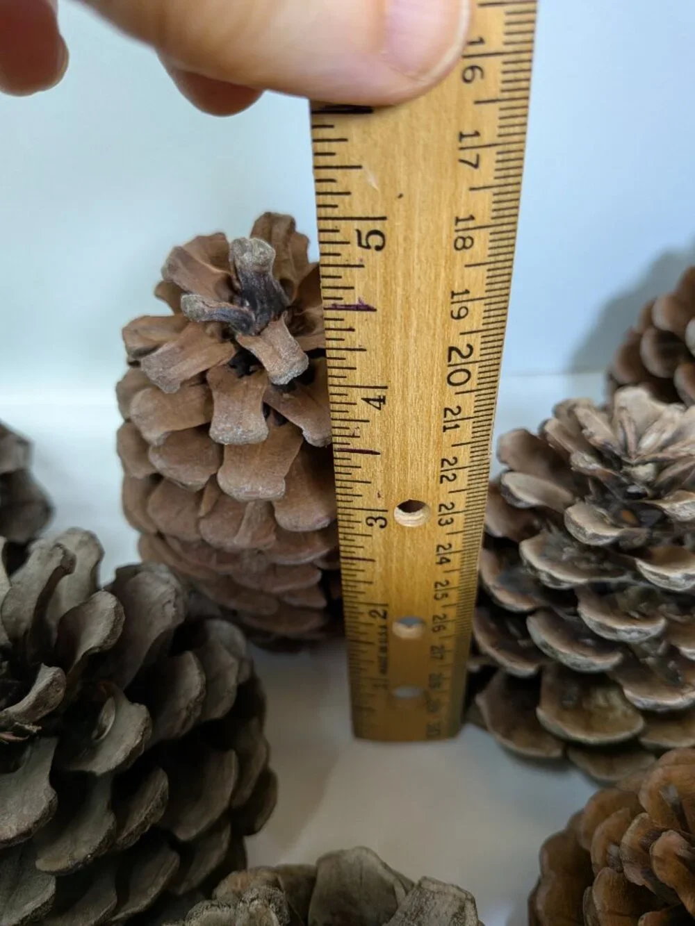 40 Extra Thick Natural Real Pinecones 3